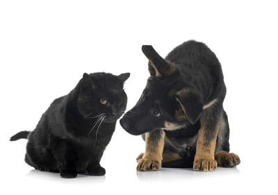 小狗德国牧羊犬和猫