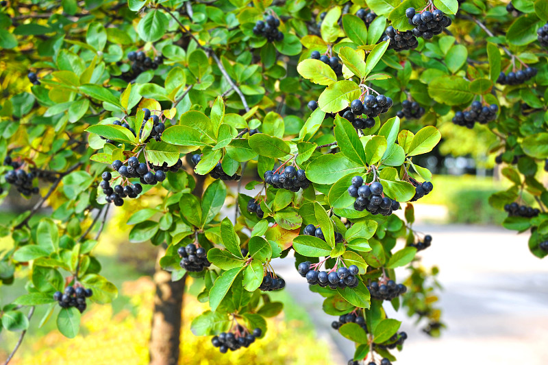 黑色阿什贝里(Aronia melanocarpa)