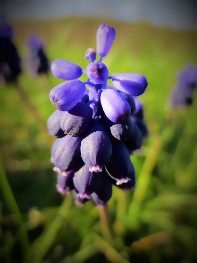 Muscari neglectum肖像
