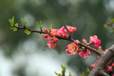 桃花