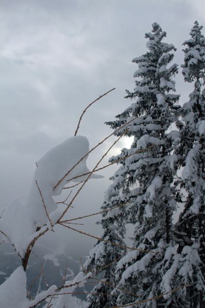 冷杉ramsau
