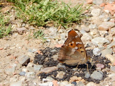 小紫帝蝶(Apatura ilia f. clytie)在地上