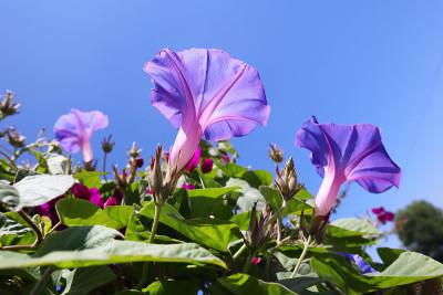 牵牛花系列