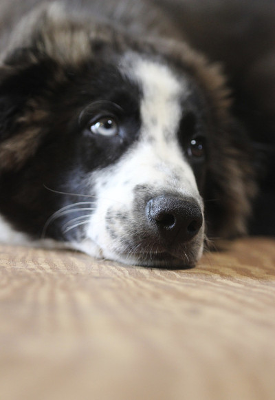 一厢情愿的牧羊犬