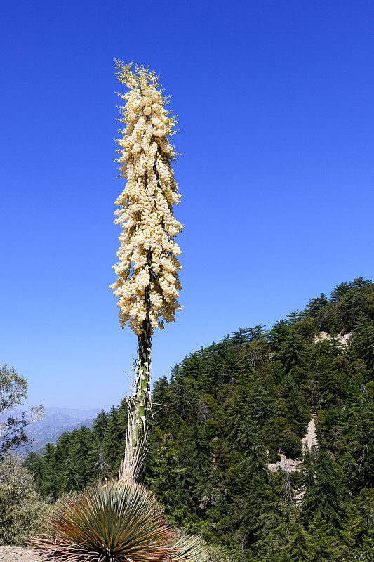 Chaparral丝兰(Hesperoyucca whipplei)野花