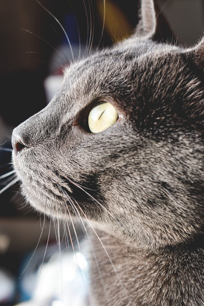 室内一只灰猫的侧影