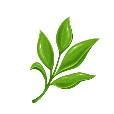 绿色的茶叶。