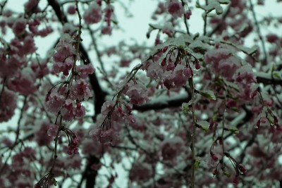 日本:樱花和雪