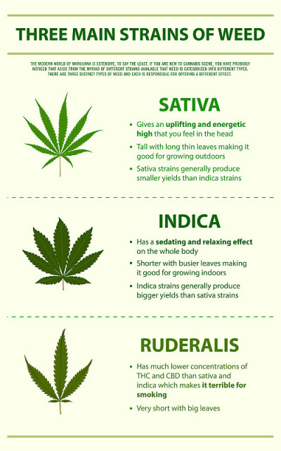 三株主要杂草的纵向信息图表说明
