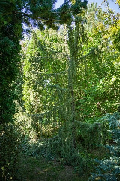 Juniperus communis Horstmann园林背景。弹簧设计的自然概念。有选择性的重点