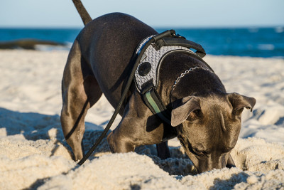 比特犬在日落时在海滩上玩耍。在阳光明媚的日子里享受沙滩和大海