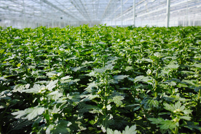菊花生长在巨大的荷兰温室里，用于商店和拍卖