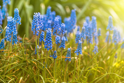 葡萄风信子的花合起来。