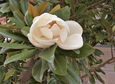 木兰