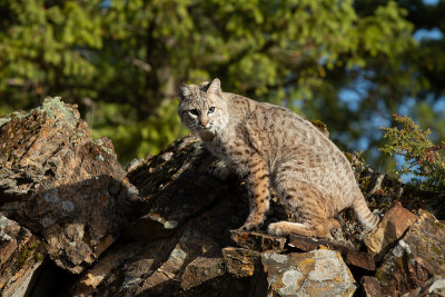 山猫