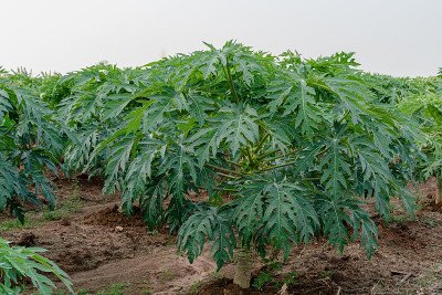 农场番木瓜树上的小木瓜果实。