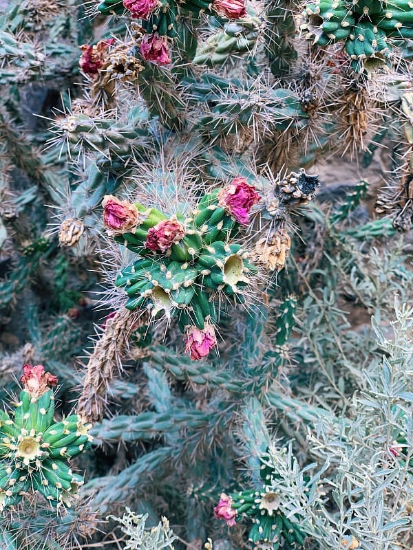 沙漠景观与鲜花，山脉和河流