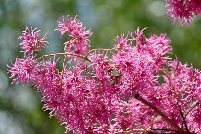 Arupo树的花