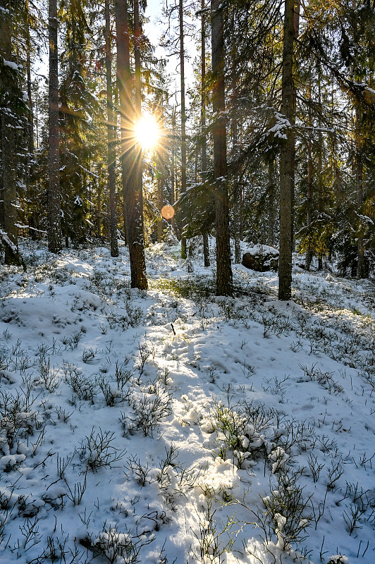 背光穿过瑞典寒冷的冰雪森林