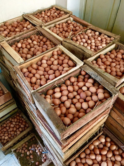 棕色的鸡蛋