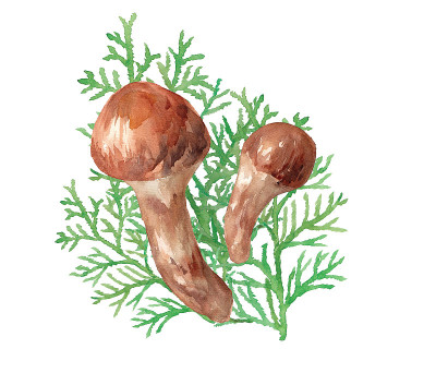 秋天成份:蘑菇。松茸水彩插画矢量数据的追踪。