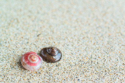以沙子为背景的海贝壳