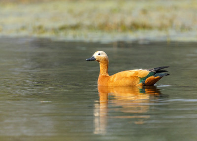 红迪Shellduck- Keoladeo国家公园，Bharatpur，印度。