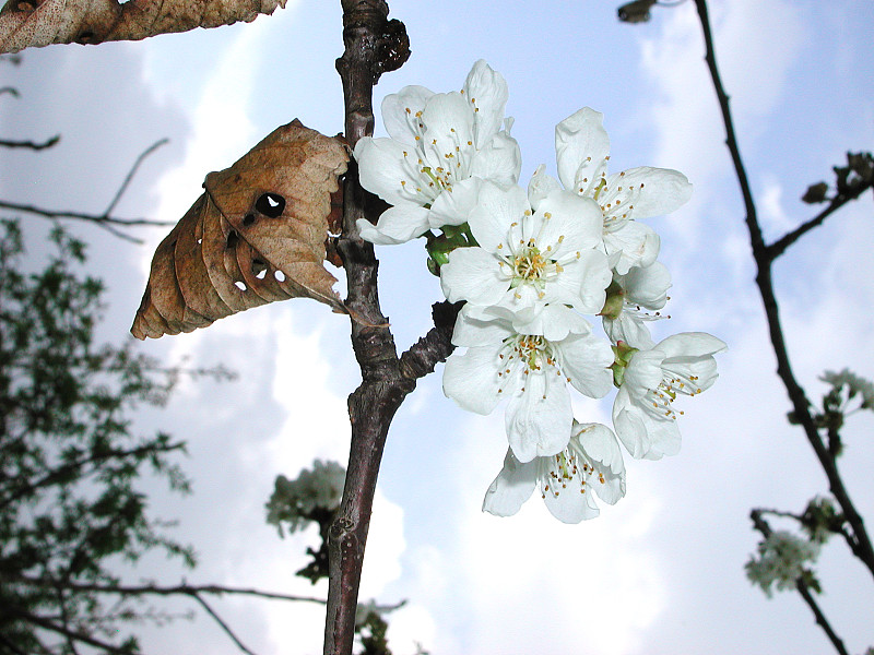 李属avium开花