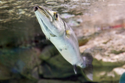 大梭鱼或Sphyraena barracuda，也被称为巨型梭鱼，是梭鱼的一种常见的大型，食肉性鳐鳍