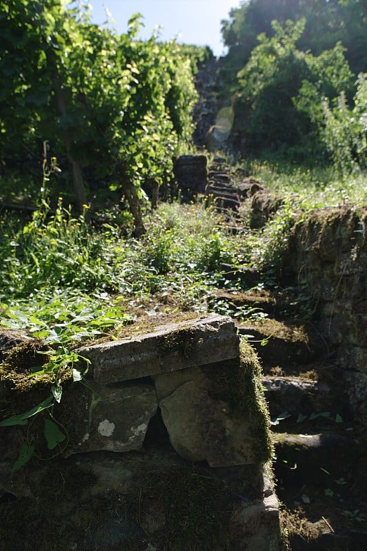 Alte krumme Weinbergtreppe先生