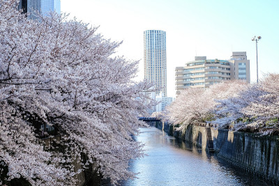 日本东京目黑河边的一排樱花