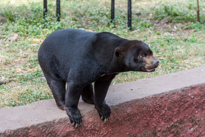 Himalayan or Asiatic black bear barking in the nat