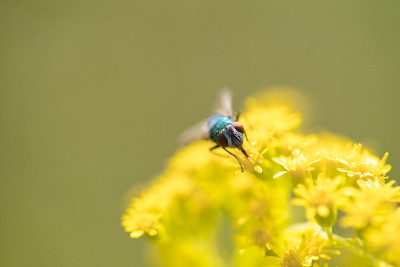 丝光绿蝇(Lucilia sericata)或绿瓶蝇(green bottle fly)是苍蝇科的一