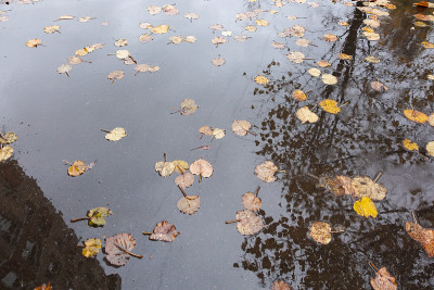 秋叶在雨坑里。秋天的概念