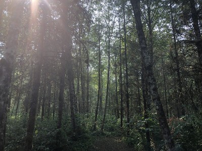 森林
