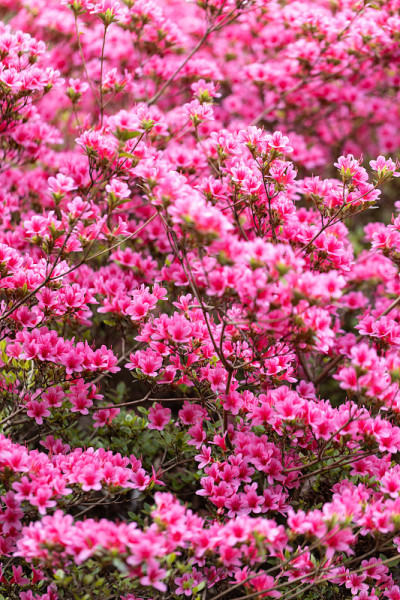 花选择