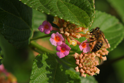 蜜蜂