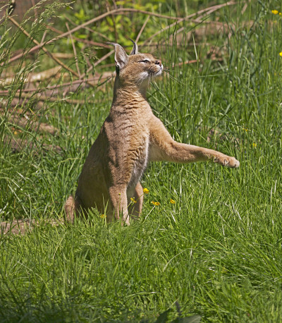 野猫，成年野猫，抬起爪子坐着