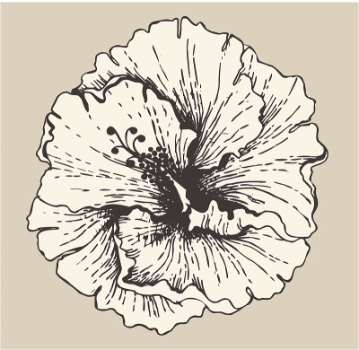 芙蓉花
