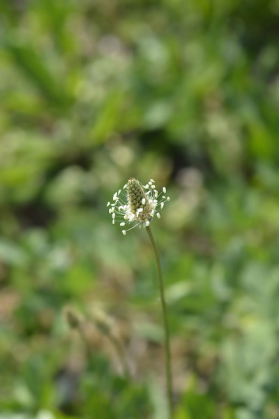 Ribwort车前草