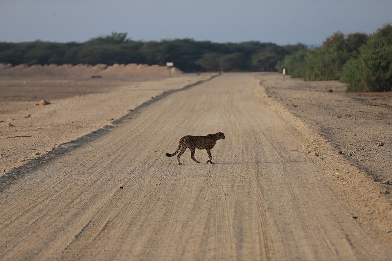 野猫