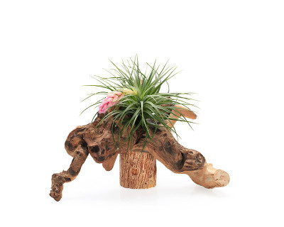 Tillandsia