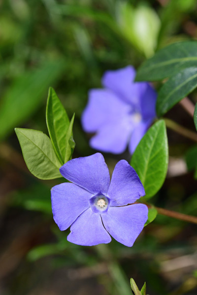 小长春花(小长春花)