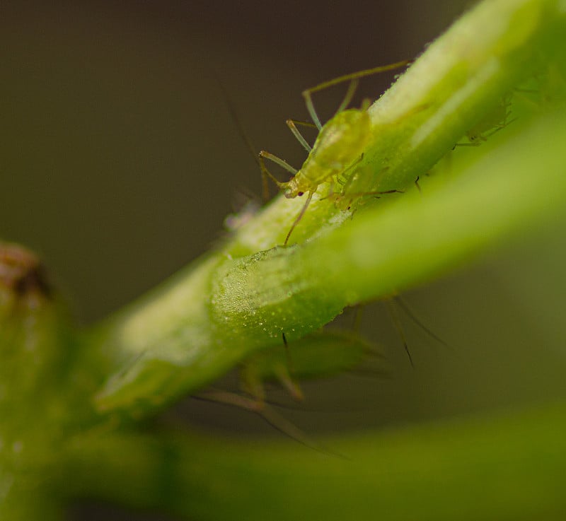 植物与蚜虫