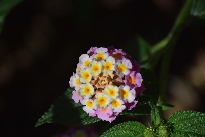 小黄橘和紫色的花