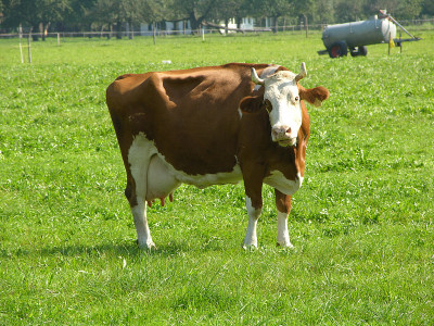 swiis cow1