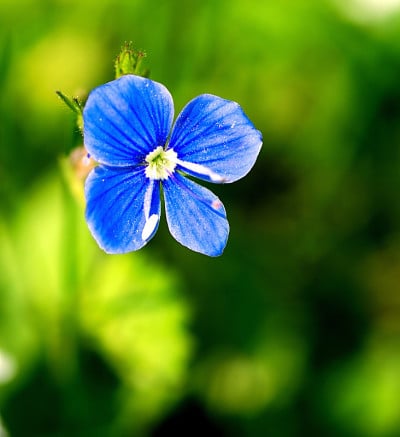 小蓝花