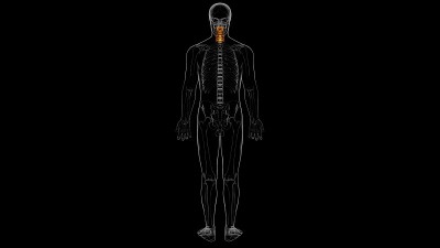 人体骨骼脊柱颈椎解剖3D