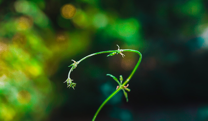 自然绿色植物景观，特写。绿叶图案背景，自然背景和壁纸