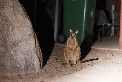 Allied Rock Wallaby (Petrogale同化)在磁岛的杰弗里湾